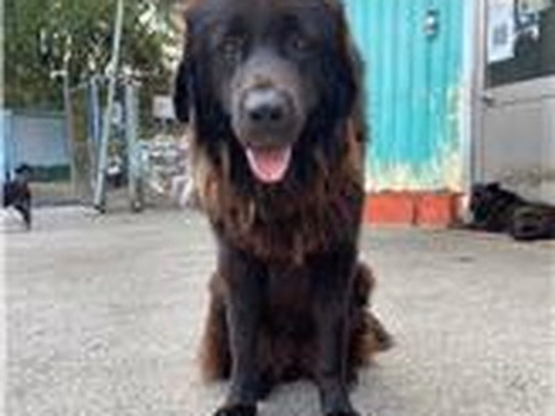 درواس إنجليزي (أنثى، بالغ، أسود)، كبير, رقم الملجأ …5016