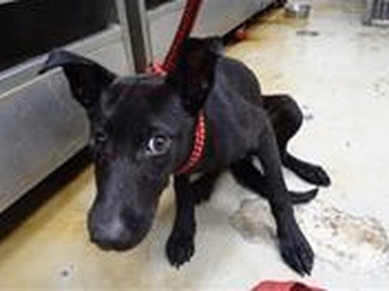 Black young female mixed-breed dog, Medium, shelter no. …1601