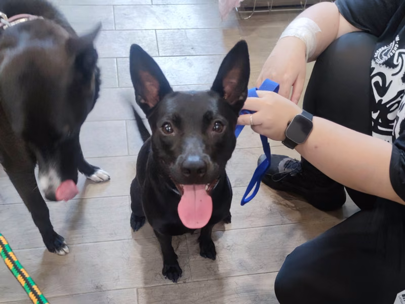Black adult female mixed-breed dog, Medium, shelter no. …0003