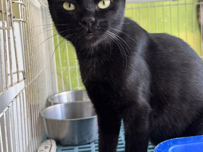 Black adult female mixed-breed cat, Large, shelter no. …0004