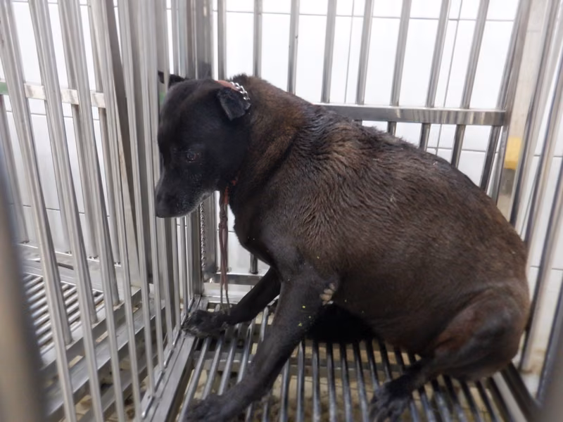 Black adult female mixed-breed dog, Medium, shelter no. …7716