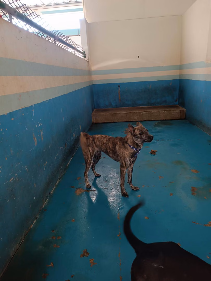 Tabby adult female mixed-breed dog, Large, shelter no. …7035