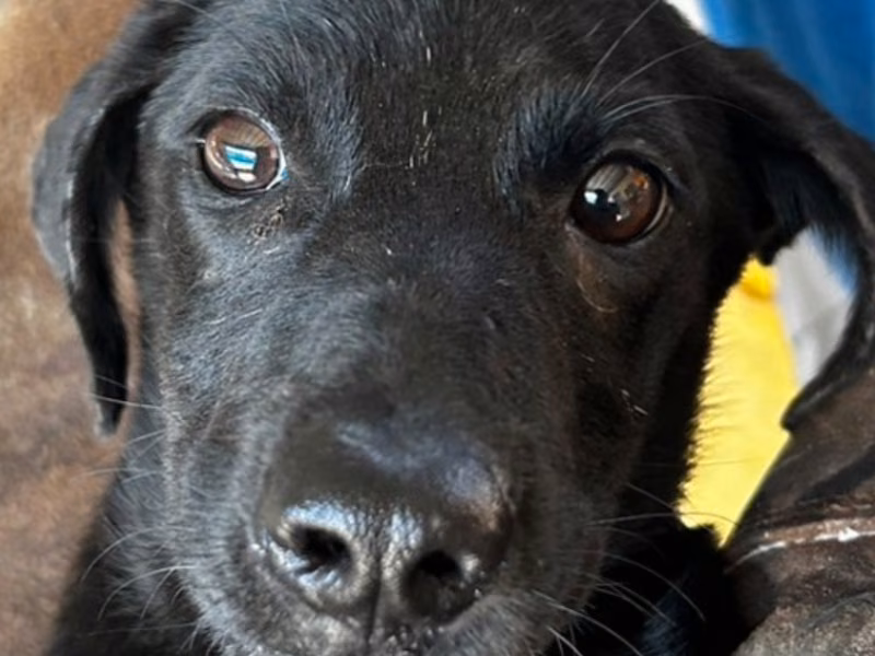 Black young female mixed-breed dog, Medium, shelter no. …9019