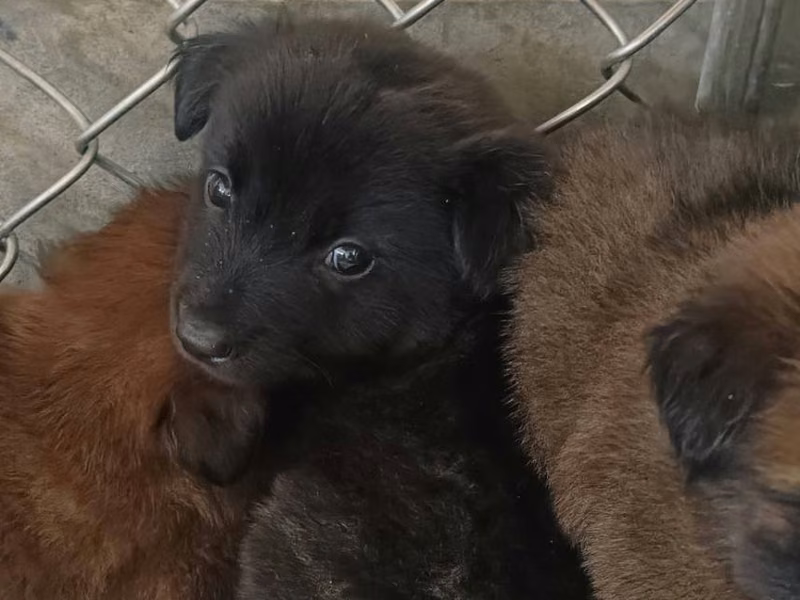 Chien croisé mâle jeune (marron et noir), Petit, refuge n° …6005