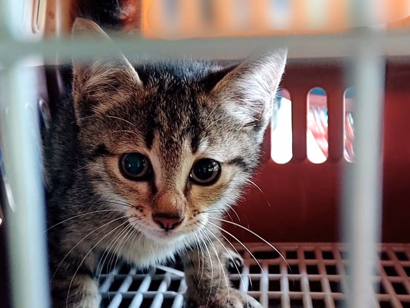 Black-and-white young female mixed-breed cat, Medium, shelter no. …3007