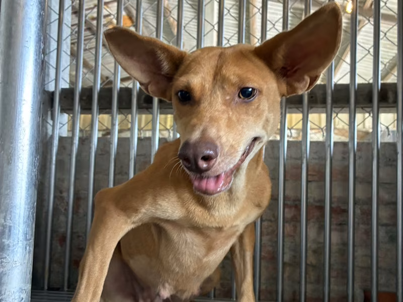 Tan adult female mixed-breed dog, Medium, shelter no. …7002