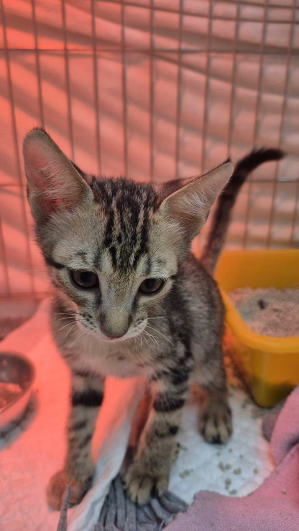 Tabby young male mixed-breed cat, Small, shelter no. …2003
