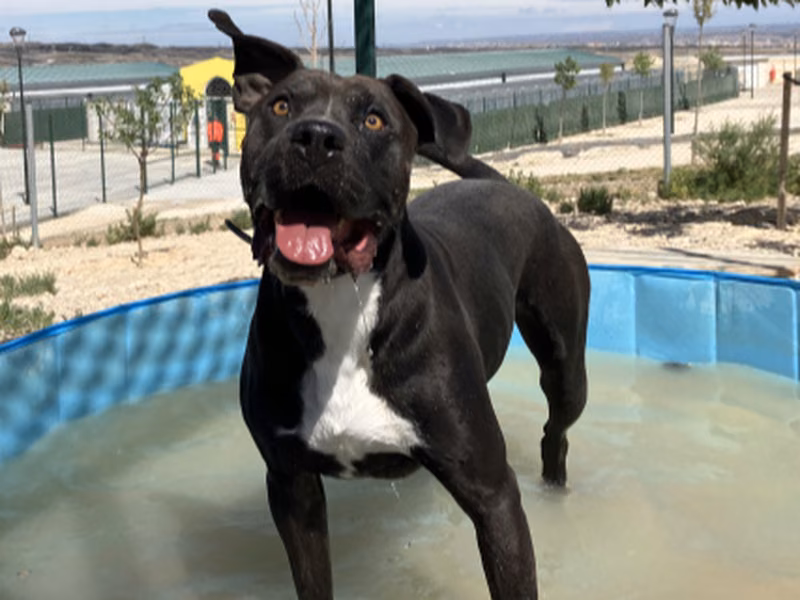 Napoleon، بالغ · ذكر · متوسط · American Staffordshire Terrier