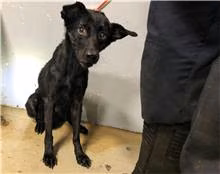 Black young female mixed-breed dog, Medium, shelter no. …1005