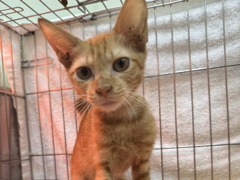 Orange tabby young female mixed-breed cat, Small, shelter no. …8006