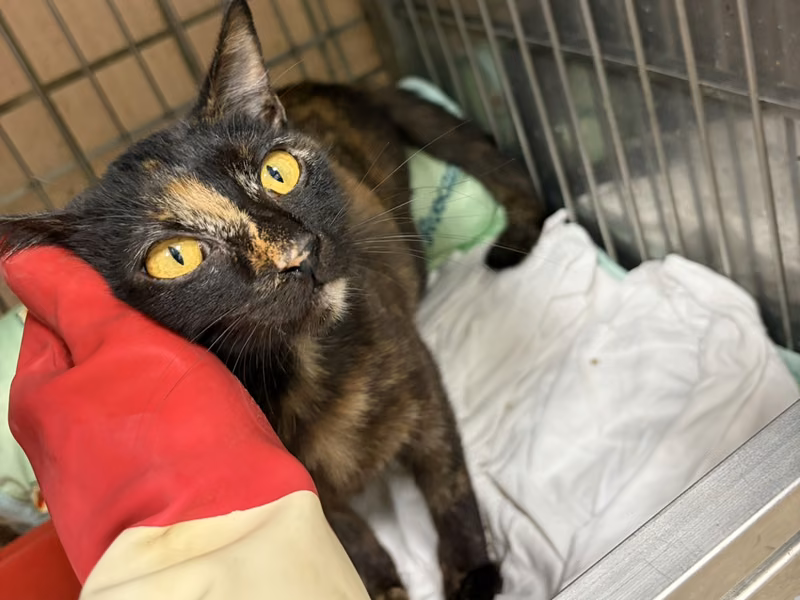 Young female mixed-breed cat, Medium, shelter no. …6001