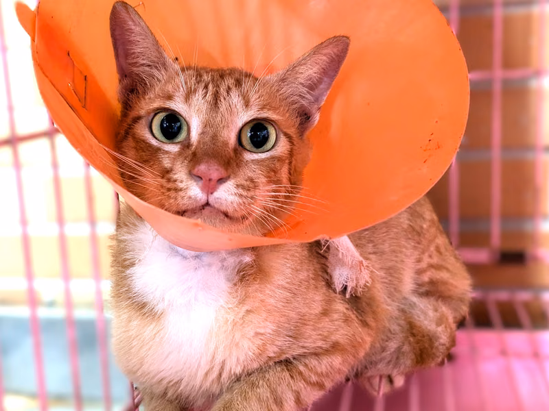 Orange adult female mixed-breed cat, Medium, shelter no. …1002