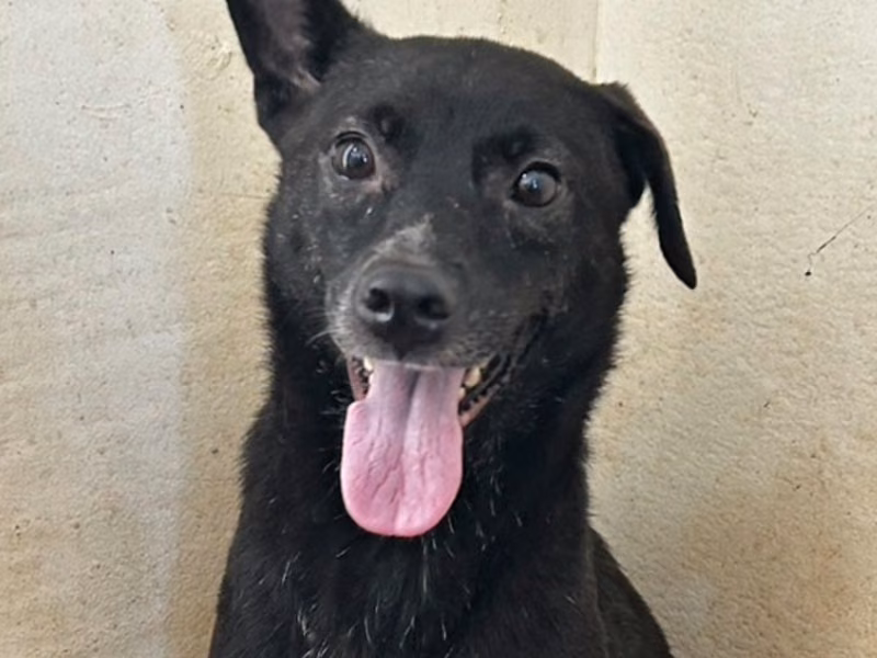Black adult female mixed-breed dog, Large, shelter no. …2004