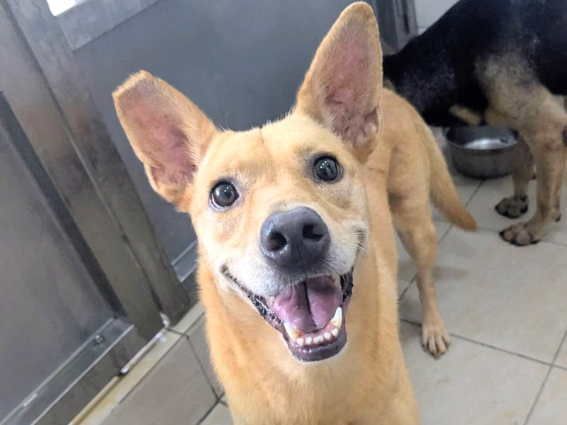 Tan adult female mixed-breed dog, Medium, shelter no. …2035