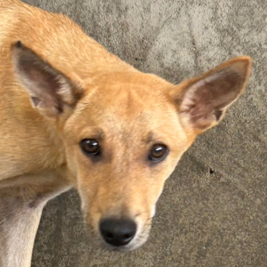 Tan young male mixed-breed dog, Medium, shelter no. …9023