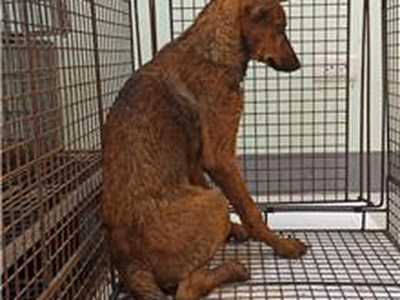 Brown young male mixed-breed dog, Medium, shelter no. …6D01