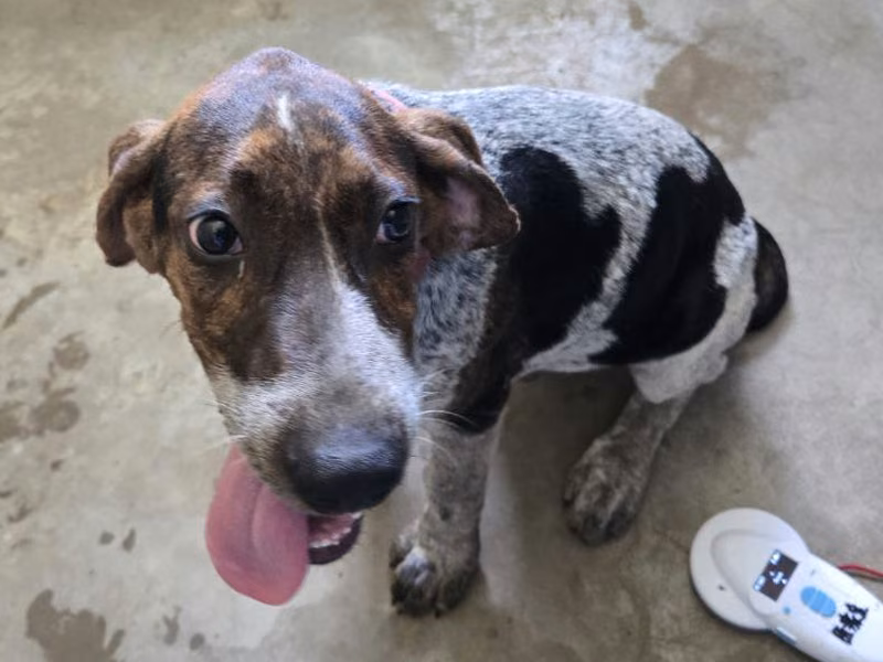 Patched young male beagle, Medium, shelter no. …0003