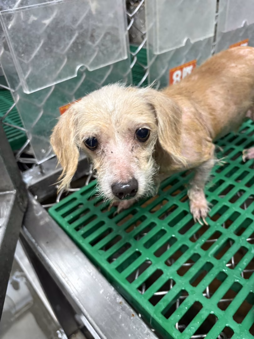 Tan adult female mixed-breed dog, Medium, shelter no. …2008