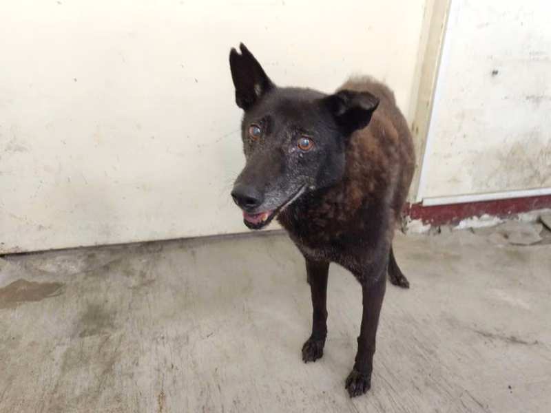 Black adult female mixed-breed dog, Large, shelter no. …0810