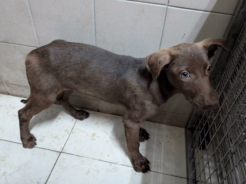 Brown adult male mixed-breed dog, Large, shelter no. …1604