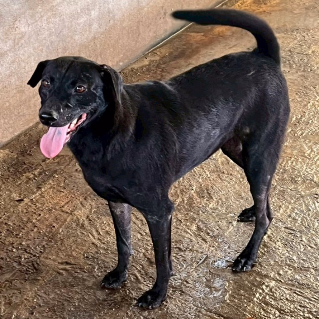 Black adult female mixed-breed dog, Large, shelter no. …063D