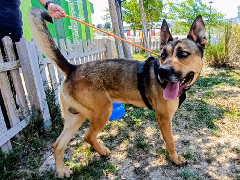 Chinchorero, Young · Male · Mixed breed