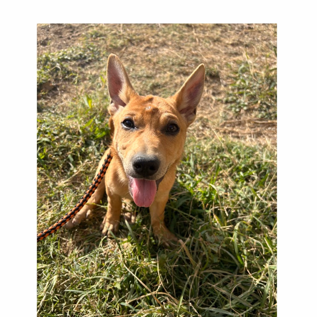 Tan adult female mixed-breed dog, Medium, shelter no. …7037