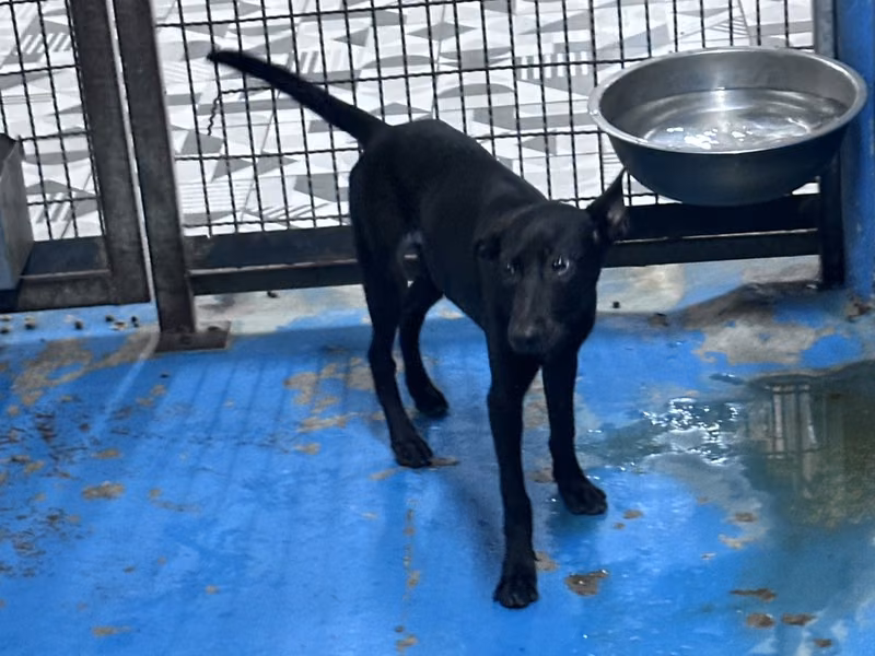 Black adult female mixed-breed dog, Large, shelter no. …3002