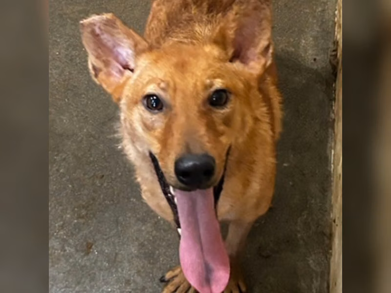 Tan adult female mixed-breed dog, Medium, shelter no. …6004