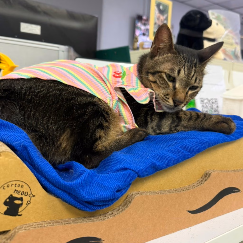 Tabby adult male mixed-breed cat, Small, shelter no. …8-03
