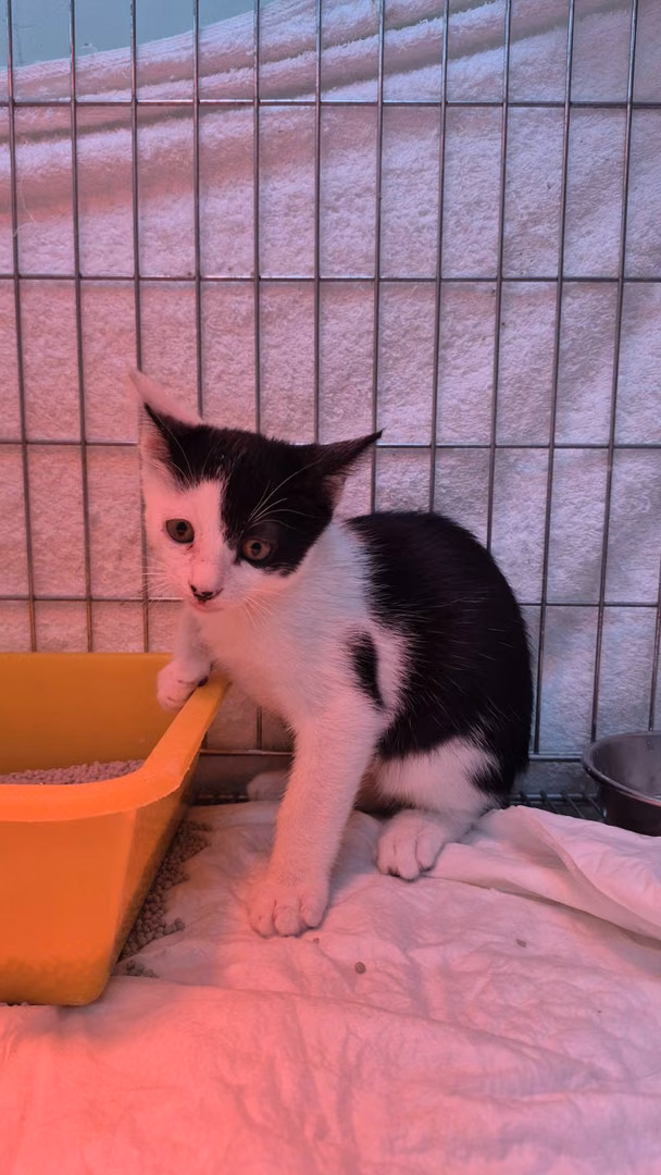 Black-and-white young male mixed-breed cat, Small, shelter no. …6003