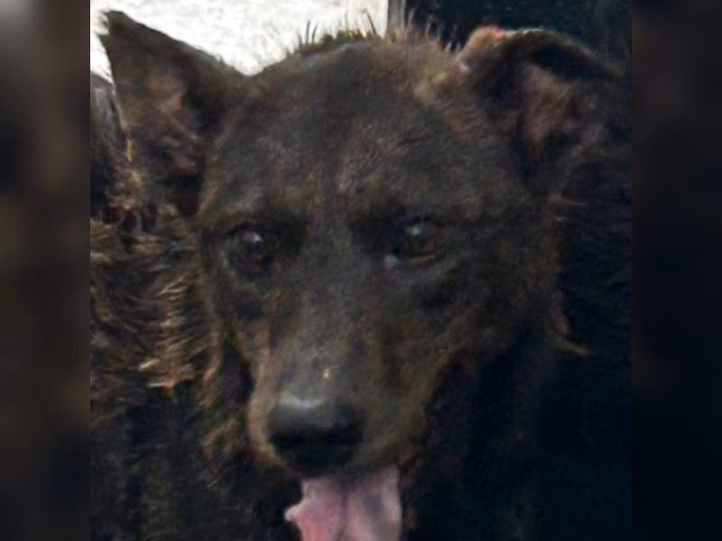ミックス犬（メス・成犬・トラ）、大型, 施設番号 …2020