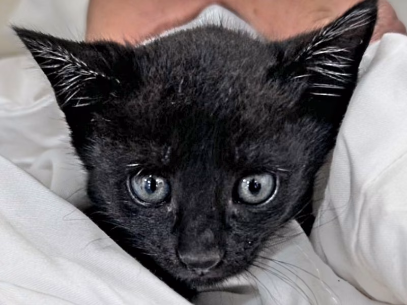 Black young female mixed-breed cat, Small, shelter no. …2C01