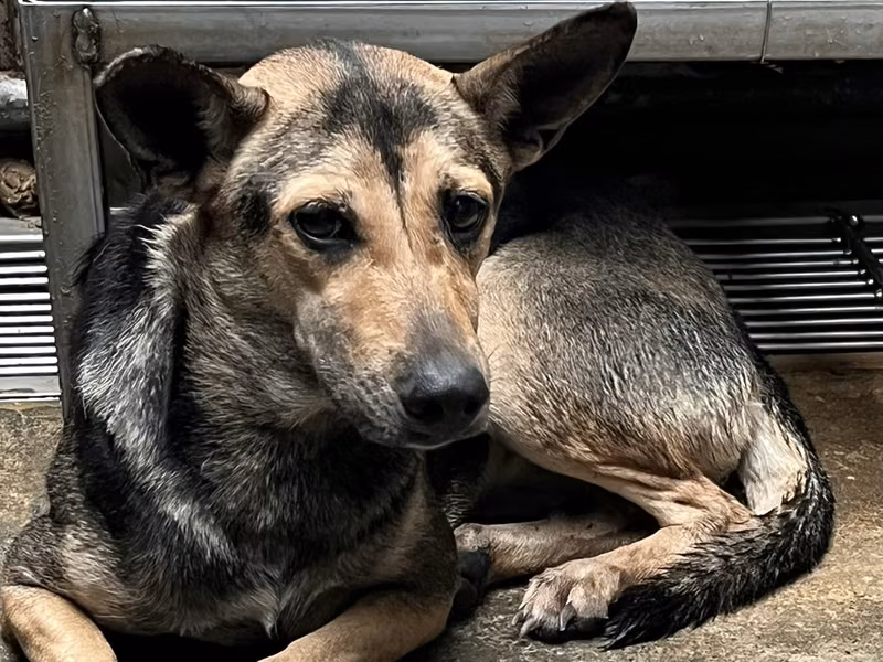 Adult female mixed-breed dog, Medium, shelter no. …5004