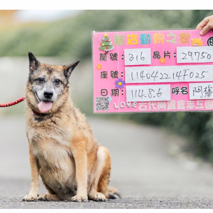 Calico adult female mixed-breed dog, Medium, shelter no. …2004