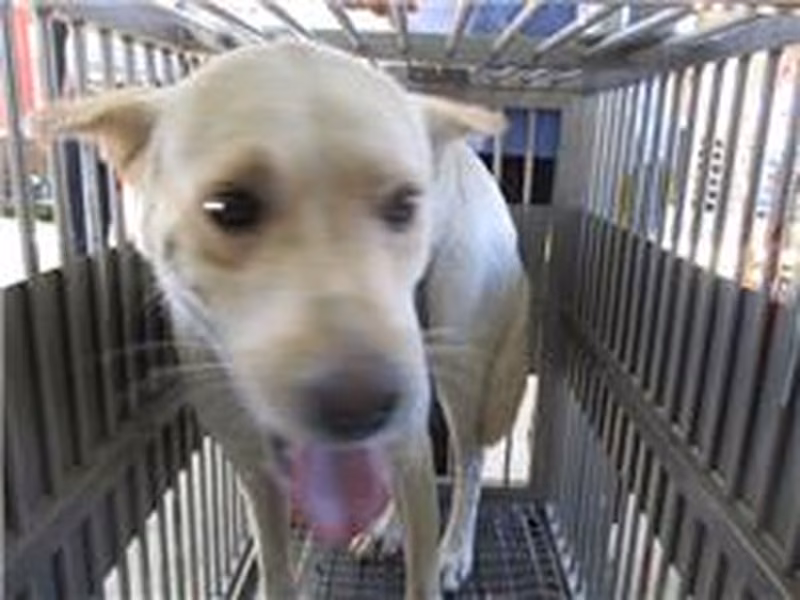 White adult male mixed-breed dog, Medium, shelter no. …7008