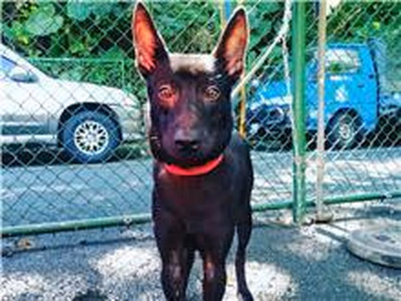 Black young male mixed-breed dog, Small, shelter no. …2706