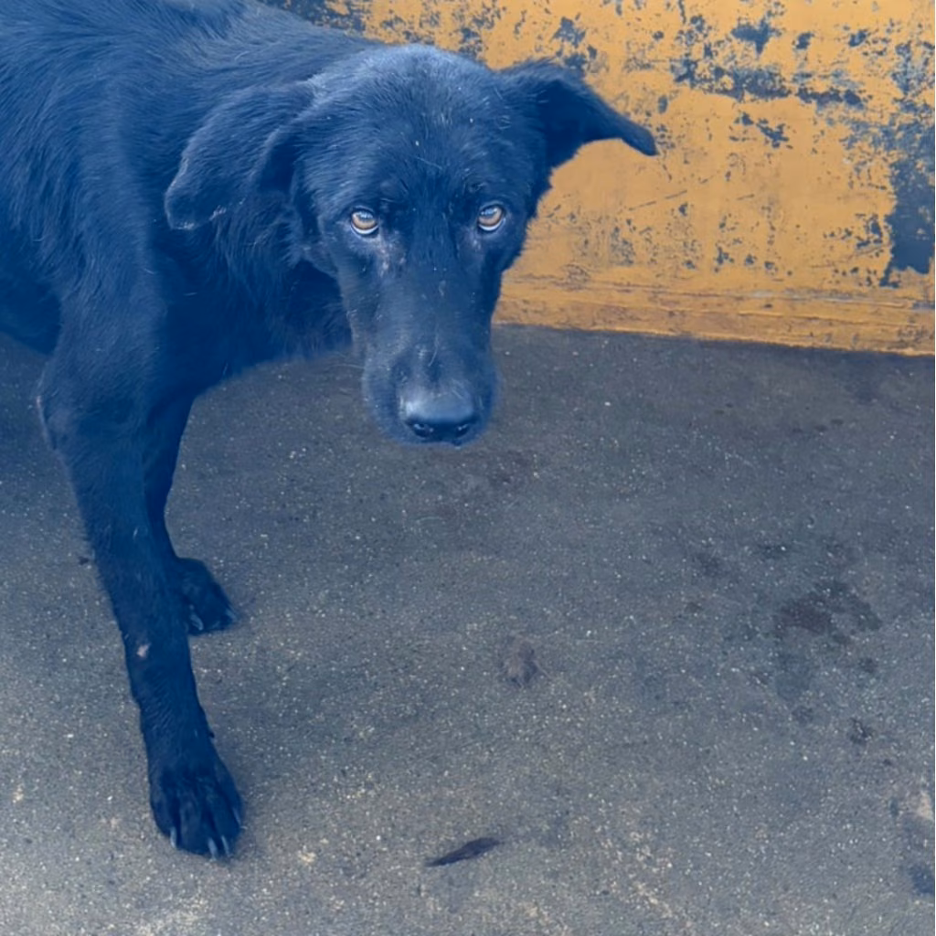 Black adult male mixed-breed dog, Large, shelter no. …3007