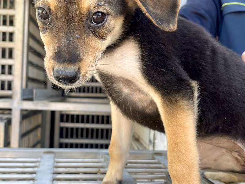 黑黃色青年母混種犬,小型, 收容編號 …7004