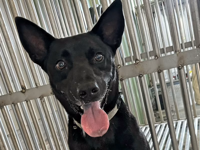 Black adult male mixed-breed dog, Medium, shelter no. …1006