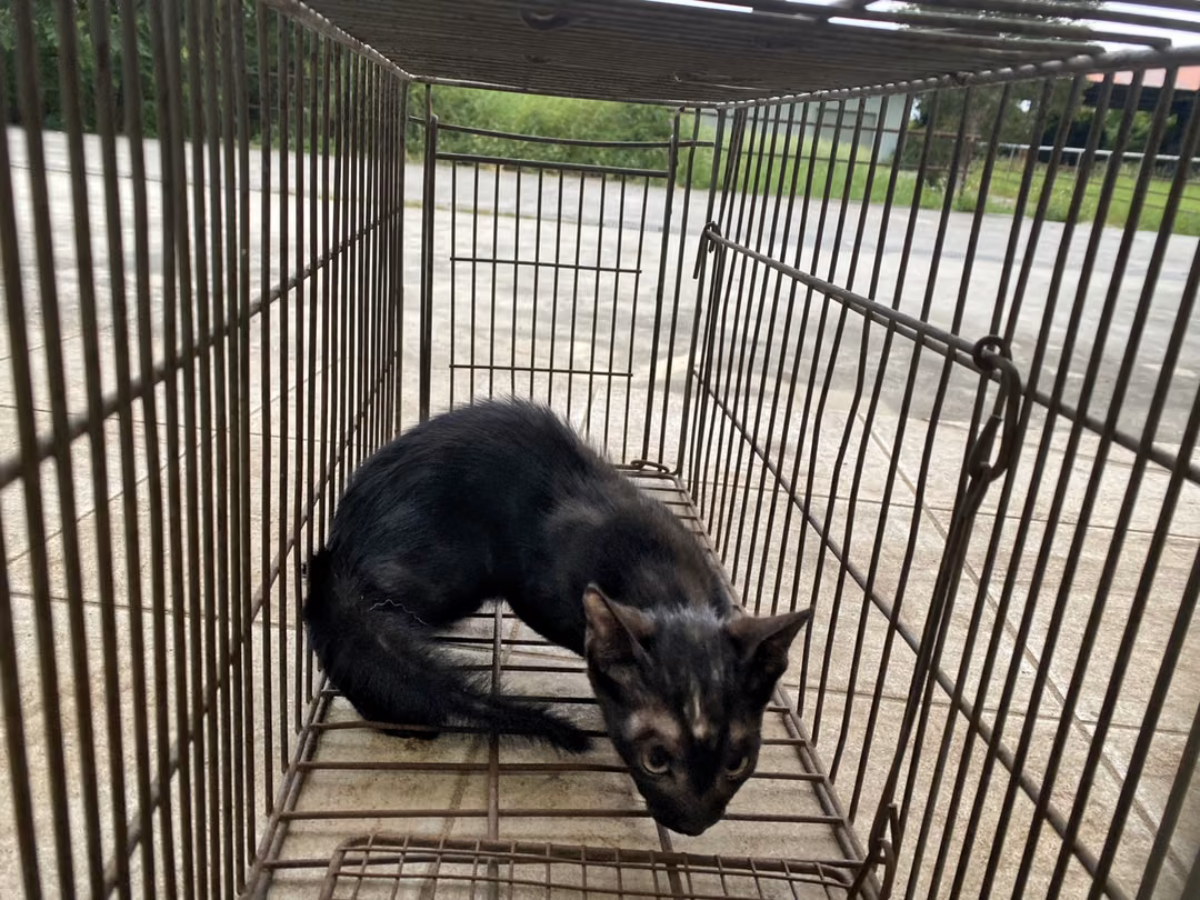 Black young male mixed-breed cat, Small, shelter no. …5C01