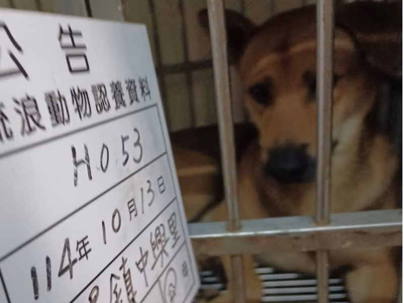 Tan adult male mixed-breed dog, Large, shelter no. …053D