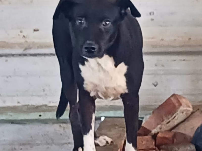 Black-and-white adult female mixed-breed dog, Large, shelter no. …021D