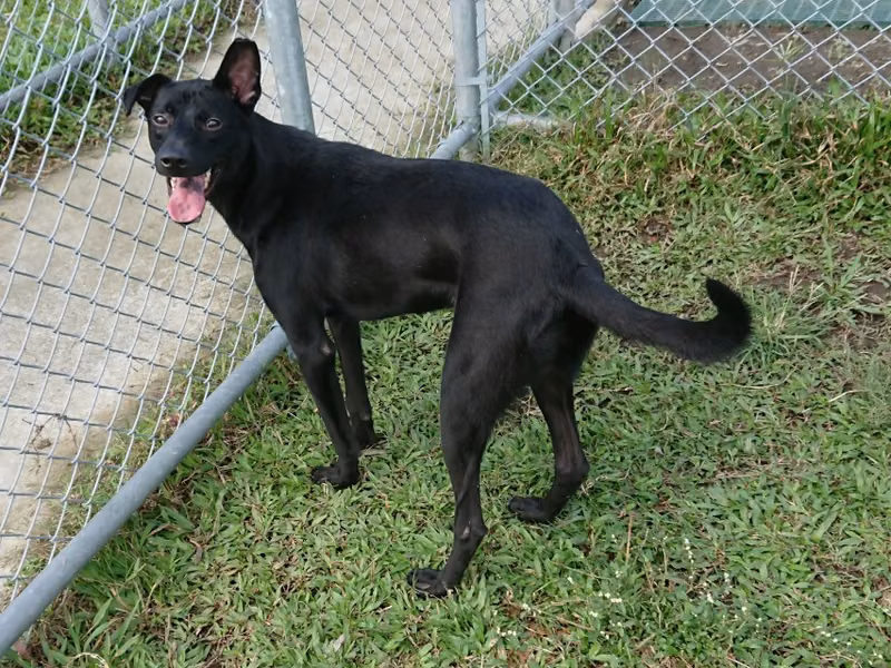 Black young male mixed-breed dog, Small, shelter no. …1504
