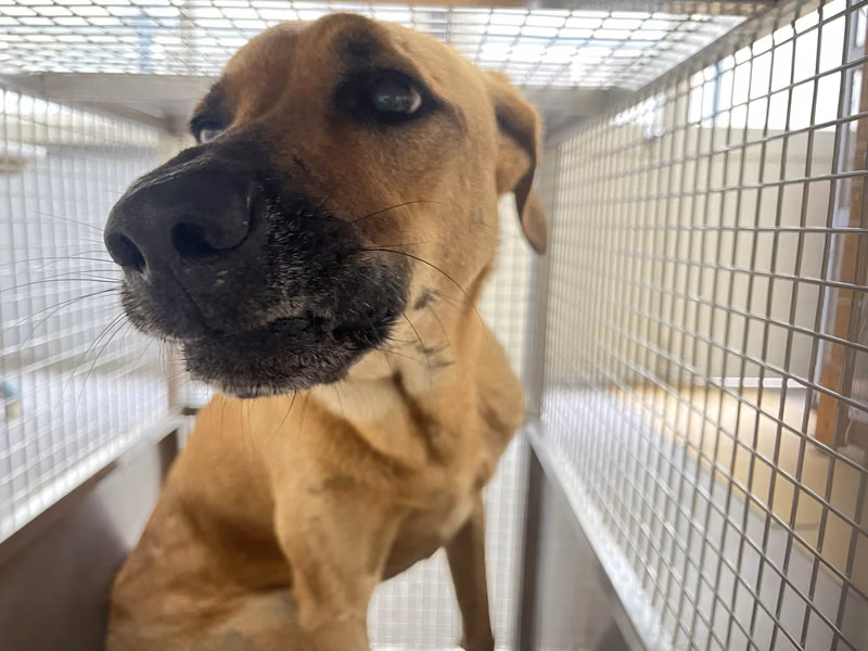 Tan adult female mixed-breed dog, Medium, shelter no. …2902