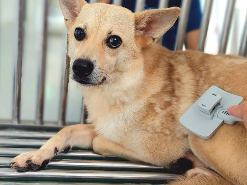 Brown-and-white adult female mixed-breed dog, Medium, shelter no. …6002