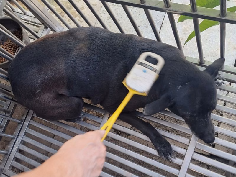 Black adult female mixed-breed dog, Large, shelter no. …087D