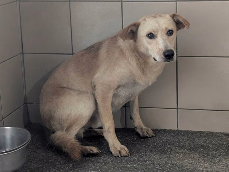 Tan adult male mixed-breed dog, Large, shelter no. …2308