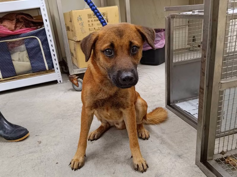 Tan adult male mixed-breed dog, Medium, shelter no. …2404