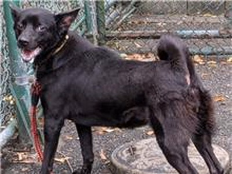 Black adult female mixed-breed dog, Medium, shelter no. …2802
